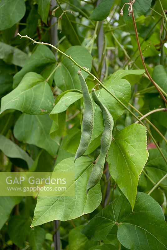 Phaseolus coccineus - Runner Beans left to produce seed pods