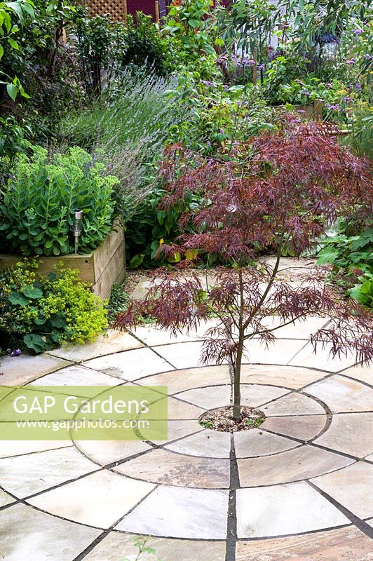 Circular paving with centrally planted Acer palmatum - Japanese Maple 