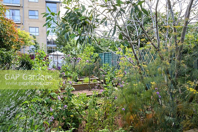 View through small Eucalyptus tree and perennials to a city garden of raised beds surrounded by buildings 
