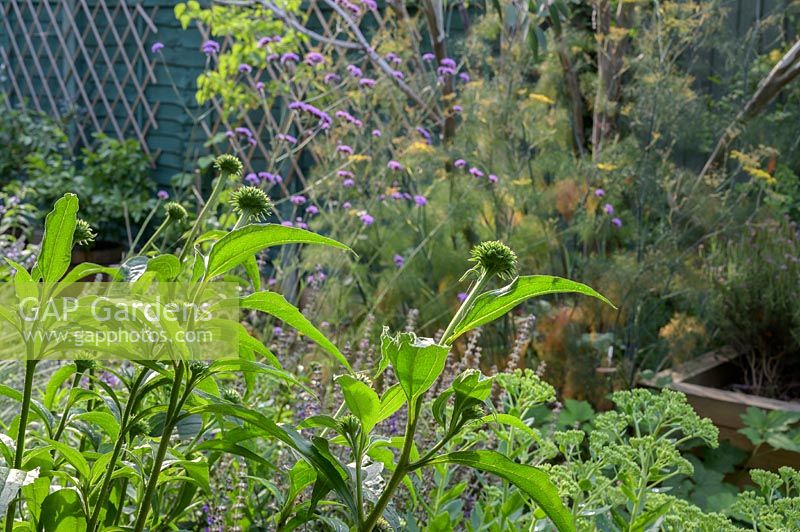 View over Echinacea to a bed of Foeniculum - Fennel - and Verbena bonariensis
