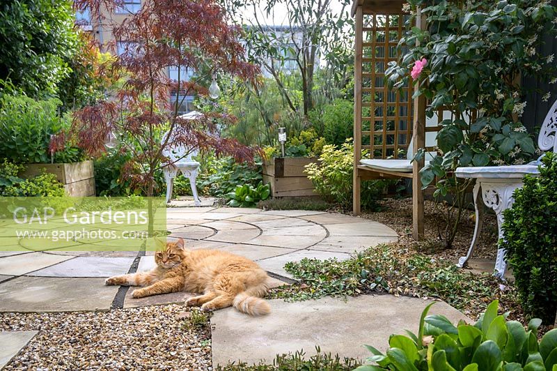 Cat lying on circular paving with centrally planted Acer - Maple - in an urban garden