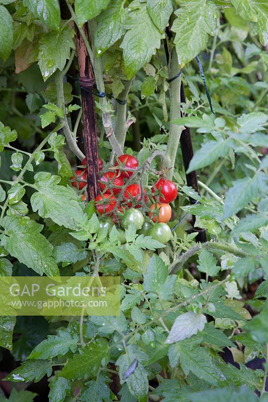 Splitting fruit on Tomato Gardener's Delight 