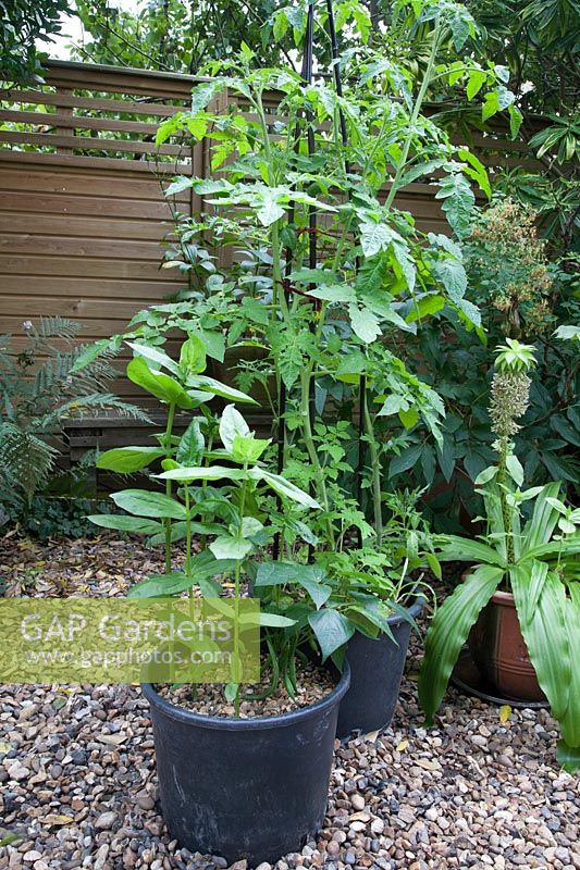 Dwarf French Bean 'Tasman' in pot with Double Giant Zinnia, behind pot with Tomato 'Gardener's Delight' 