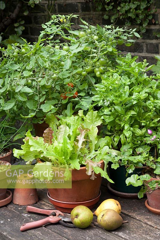 Tomato 'Tumbling Tom Red' with unripe fruit in flower a pot next to pots of Mixed Salad leaves and Basil 