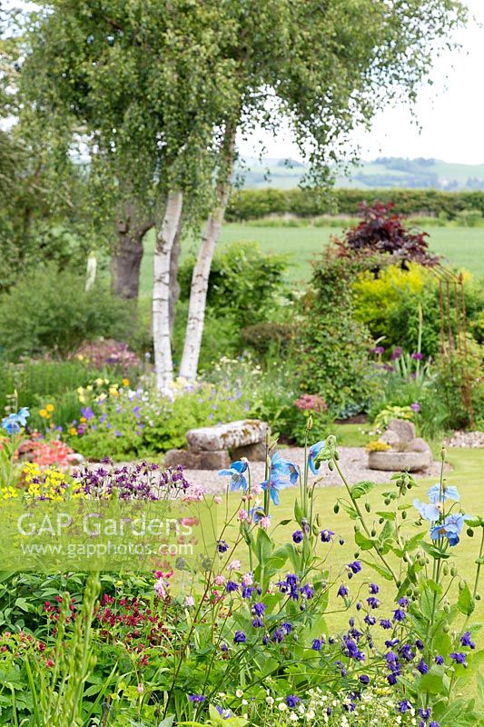 Meconopsis and Aquilegia in foreground with Betula - Birch - trees by stone bench beyond 
