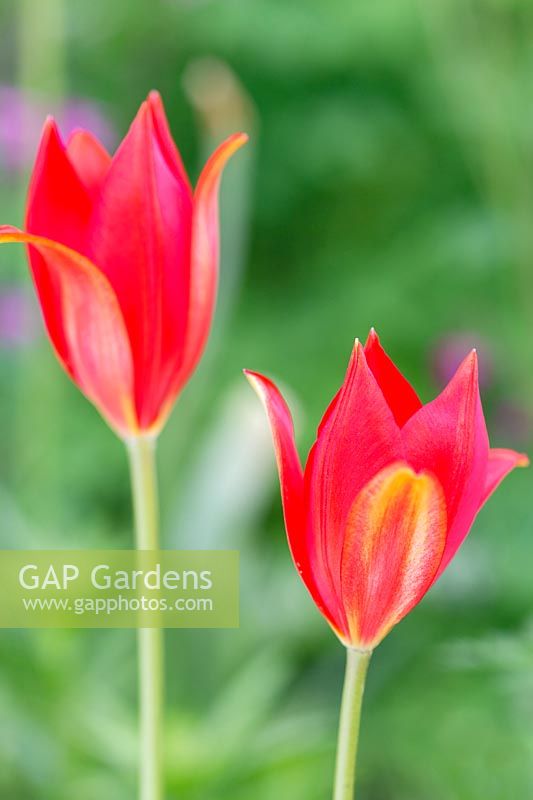 Tulipa sprengeri - Species Tulip