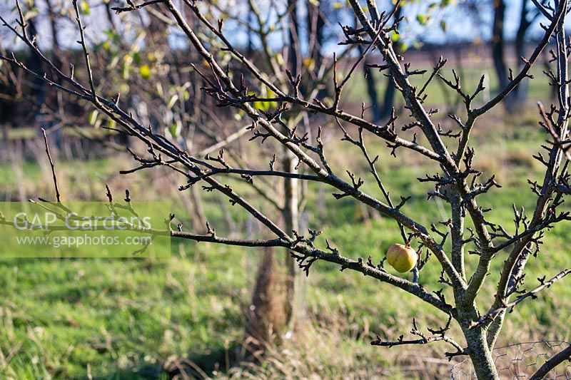 Last apple on Malus domestica - Apple - tree in an orchard
