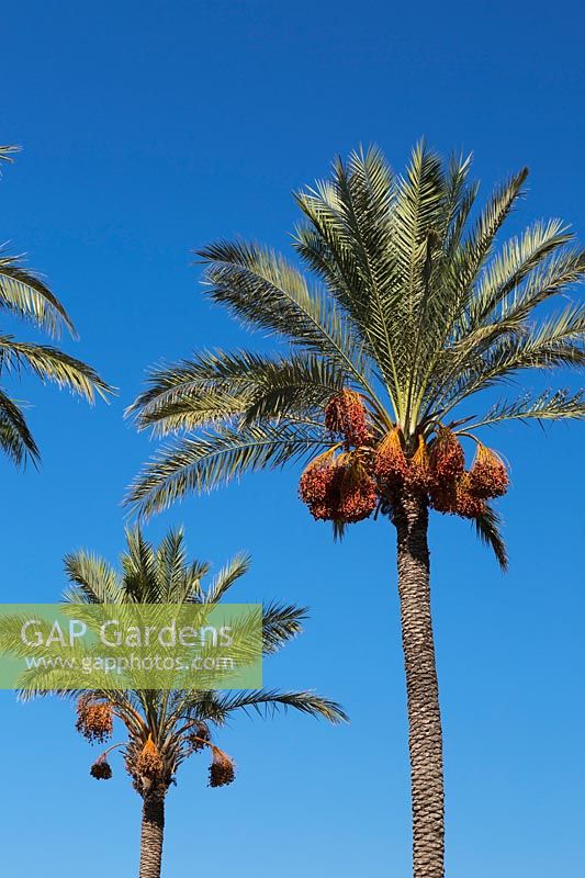 Phoenix dactylifera - Date Palm Tree - against a blue sky 
