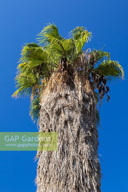 Washingtonia filifera - Desert Fan Palm - against a blue sky