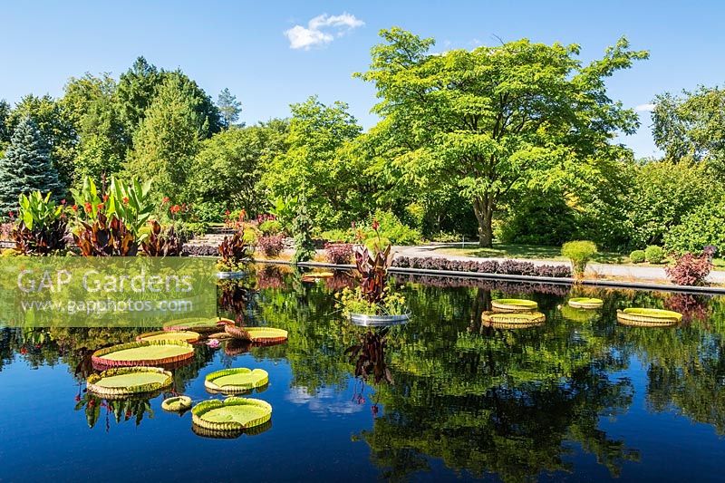 View over manmade water basin, with various aquatic plants including Victoria amazonica - Giant Water Lily and Colocasia - Taro Elephant Ears. Montreal Botanical Garden, Quebec, Canada.