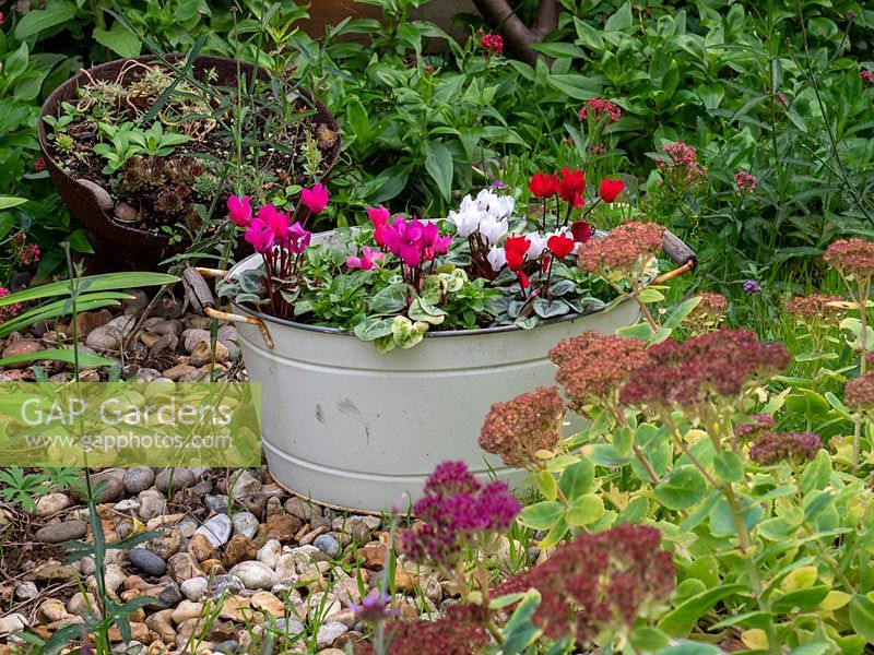 Metal tub container planted with Cyclamen and Pansy. 
