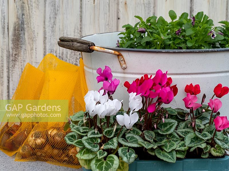 Materials for planting up metal tub container with autumn bedding plants and spring bulbs. 

