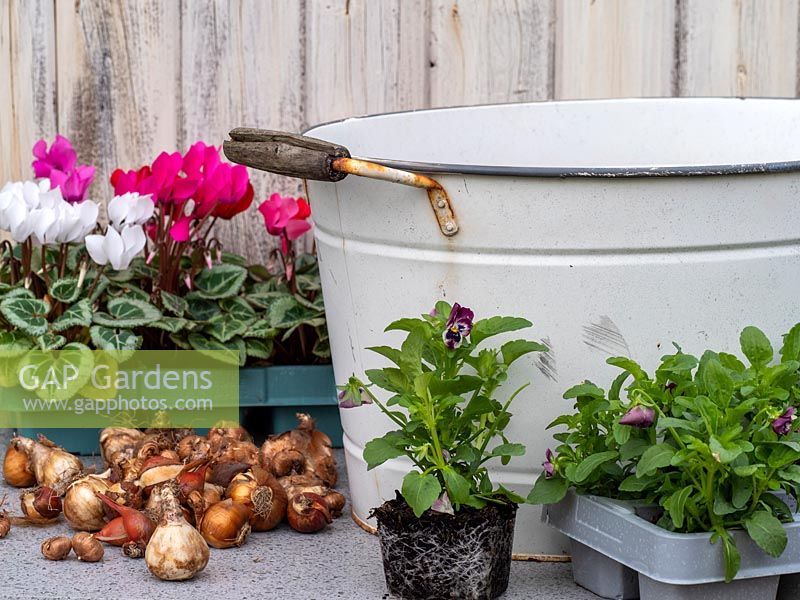 Materials for planting up metal tub container with autumn bedding plants and spring bulbs.
