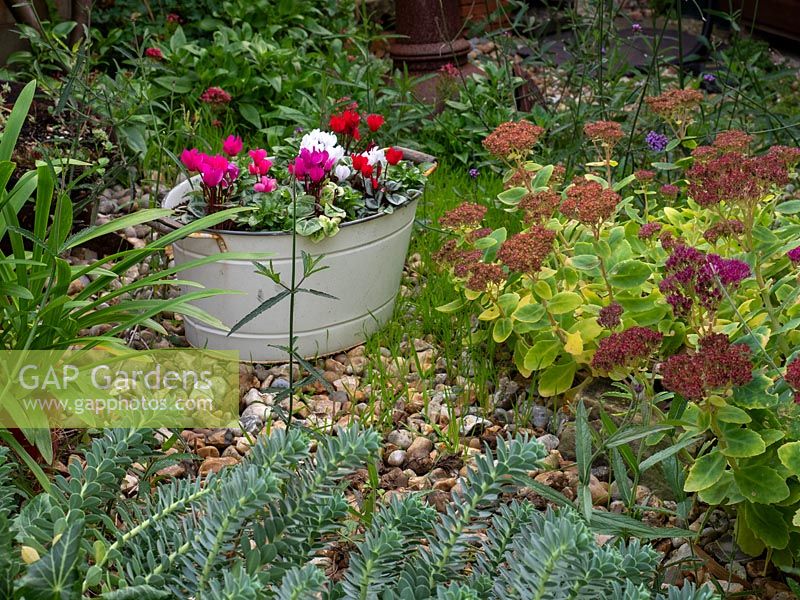 Metal tub container planted with Cyclamen and Pansy.