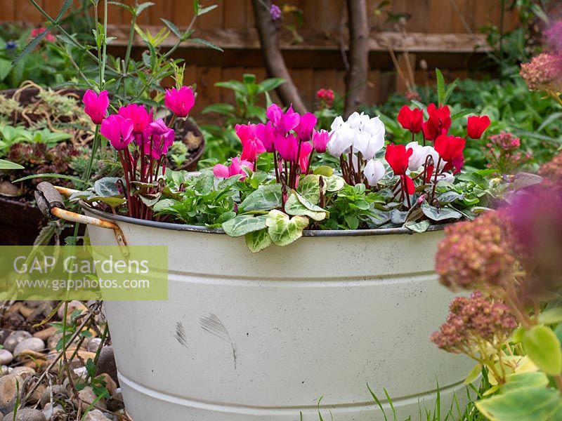 Metal tub container planted with Cyclamen and Pansy.
