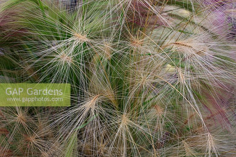 Hordeum jubatum - Foxtail barley