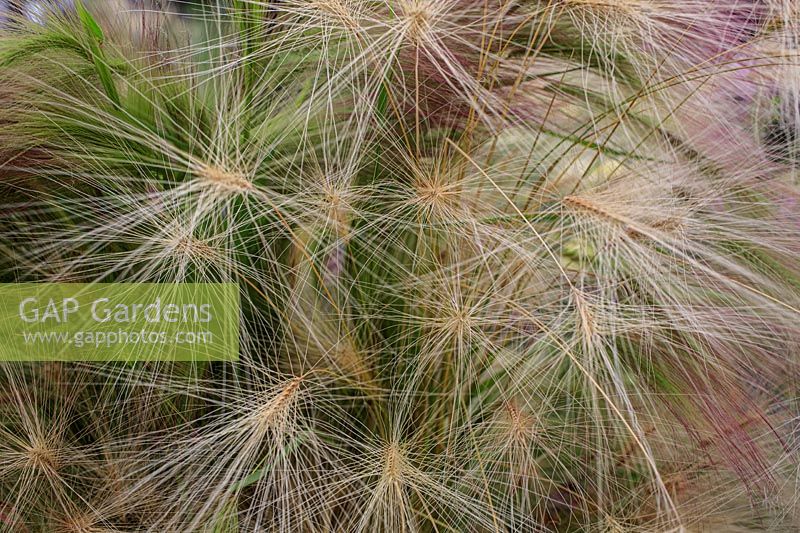 Hordeum jubatum - Foxtail barley
