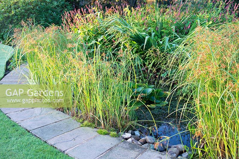 Garden pond with Cyperus longus - Sweet Galingale