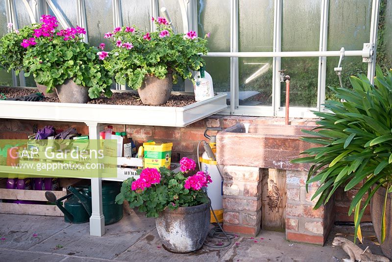 Potting bench in greenhouse with Geranium