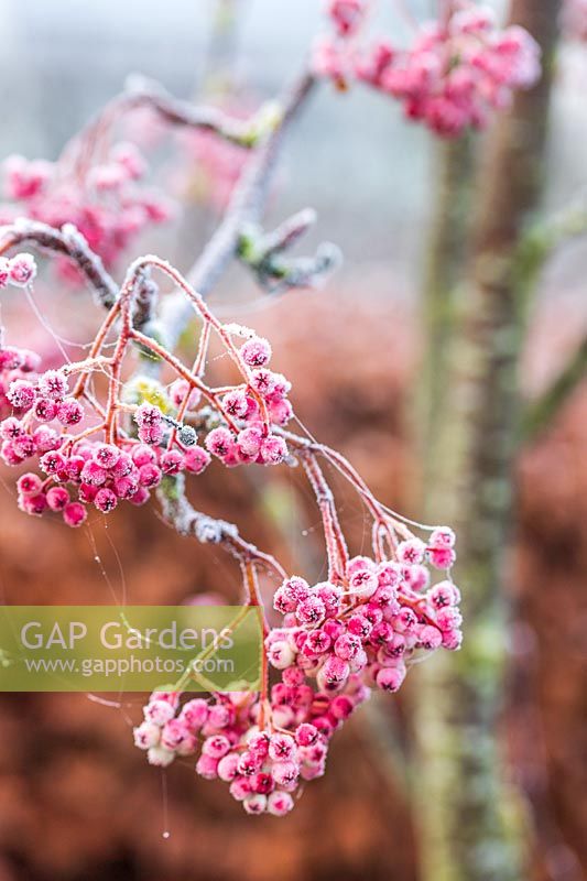 Sorbus pseudohupehensis 'Pink Pagoda' - berries with frost in Winter. 