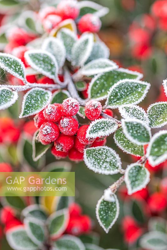 Cotoneaster berries with frost in Winter. 