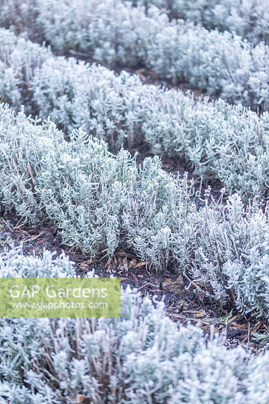 Lavandula growing in rows with frost in Winter - Lavender 