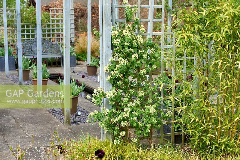 Lonicera caprifolium 'Anna Fletcher' - Honeysuckle 'Anna Fletcher' growing up trellis in garden. 