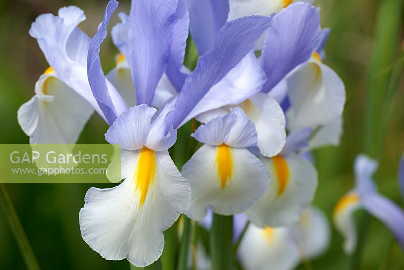 Iris x hollandica 'Silvery Beauty' - Dutch Iris 'Silvery Beauty'