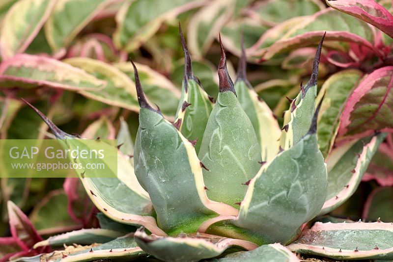 Agave parryi 'Cream Spike' syn. Agave patonii 'Variegata'