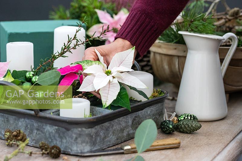Metal tray advent arrangement with white pillar candles, poinsettia flowers. cones, moss and baubles - woman adding poinsettia flowers to oasis blocks