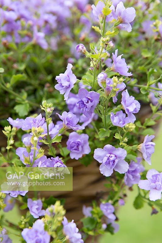 Bacopa 'Double Lavender'