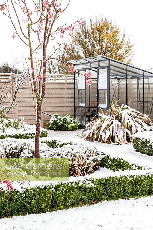 Snow covered suburban garden with Buxus hedging, Sorbus - Rowan tree and view to modern greenhouse