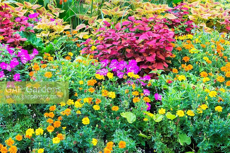 Tagetes - Marigold, Impatiens - Balsam flowers, Solenostemon - Coleus plants in mixed border