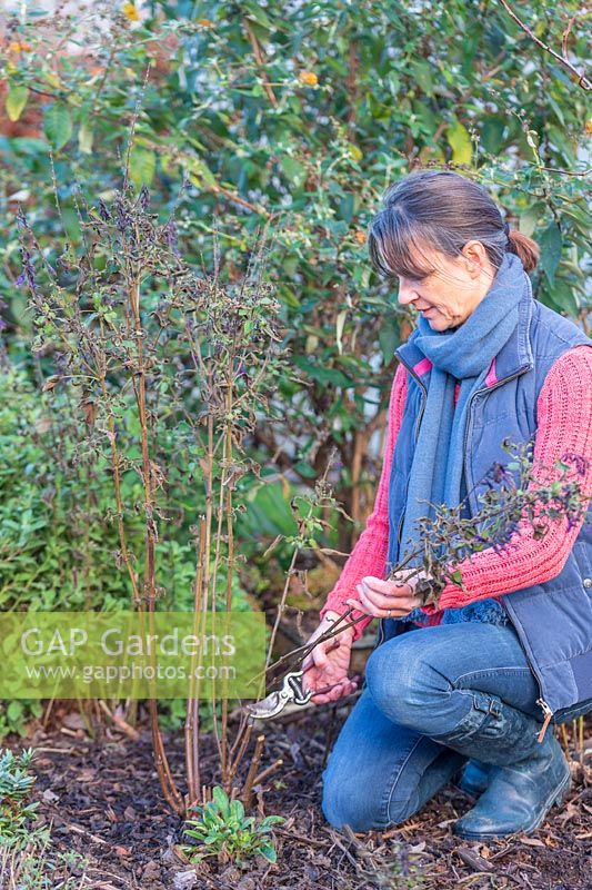 Woman cutting back Salvia 'Amistad' using secateurs