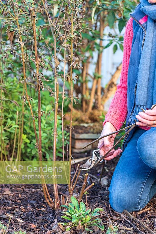 Woman cutting back Salvia 'Amistad' in Autumn using secateurs