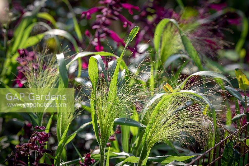 Backlit Panicum elegans 'Frosted Explosion' syn. Agrostis 'Fibre Optics' with Salvia 'Love and Wishes' syn. 'Serendip6'