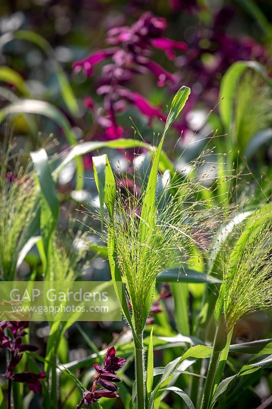 Backlit Panicum elegans 'Frosted Explosion' syn. Agrostis 'Fibre Optics' with Salvia 'Love and Wishes' syn. 'Serendip6'