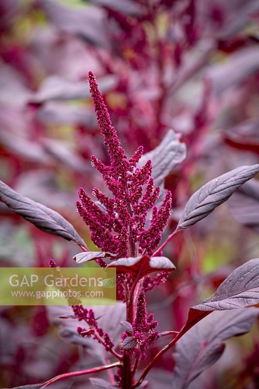 Amaranthus tricolor 'Red Army'