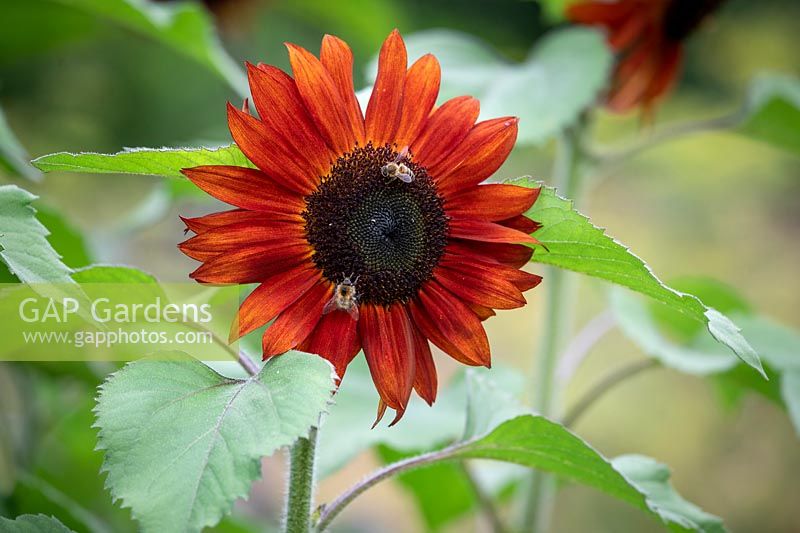 Bees on Helianthus annuus 'Claret' F1 - Sunflower