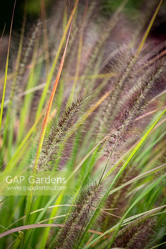 Pennisetum alopecuroides 'Red Head' AGM - Chinese Fountain Grass