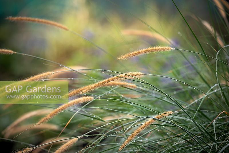 Pennisetum macrourum Blue Leaved Form - African Feather Grass