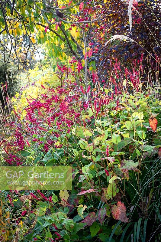 Persicaria amplexicaulis 'Firedance' - Red bistort, with Euonymus europaeus 'Red Cascade' - spindle.
