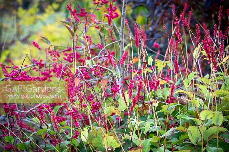 Persicaria amplexicaulis 'Firedance' - Red bistort, with Euonymus europaeus 'Red Cascade' - spindle.