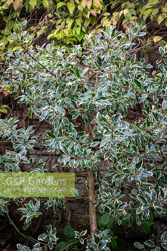 Ilex aquifolium 'Handsworth New Silver' AGM - Holly