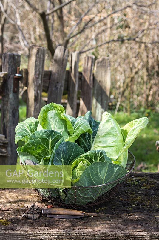 Cabbage 'Durham Early'