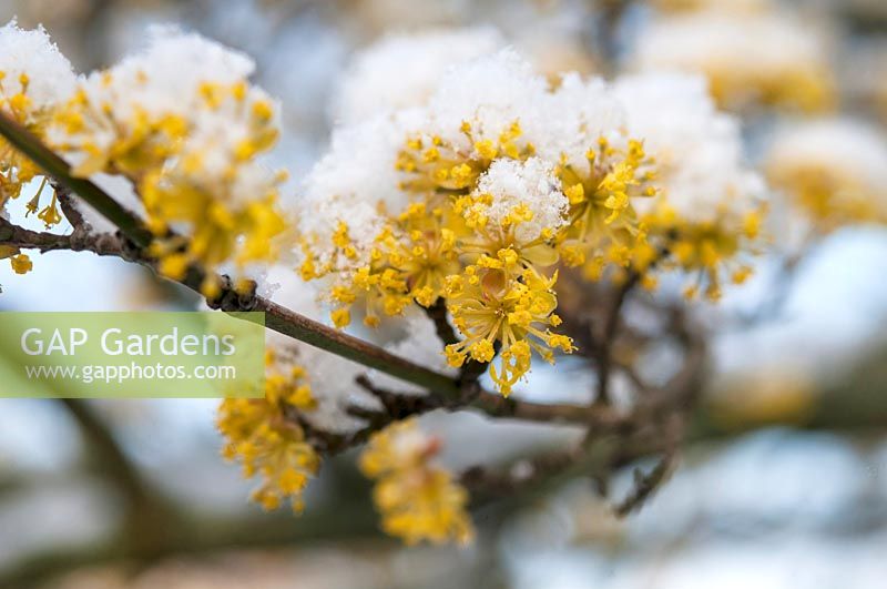 Flowering Cornus mas - Cornelian Cherry branches under snow in March