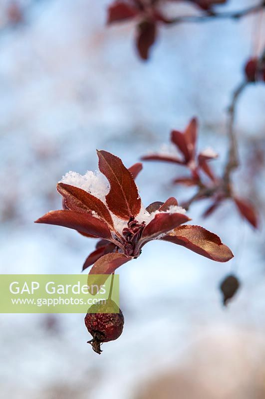 Malus - Ornamental crabapple with unfolding red leaves and dry fruit under snow in March