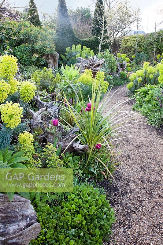 Spring planting in the Stumpery Garden, with Euphorbia, tulips and Libertia. Arundel Castle, West Sussex, UK.
