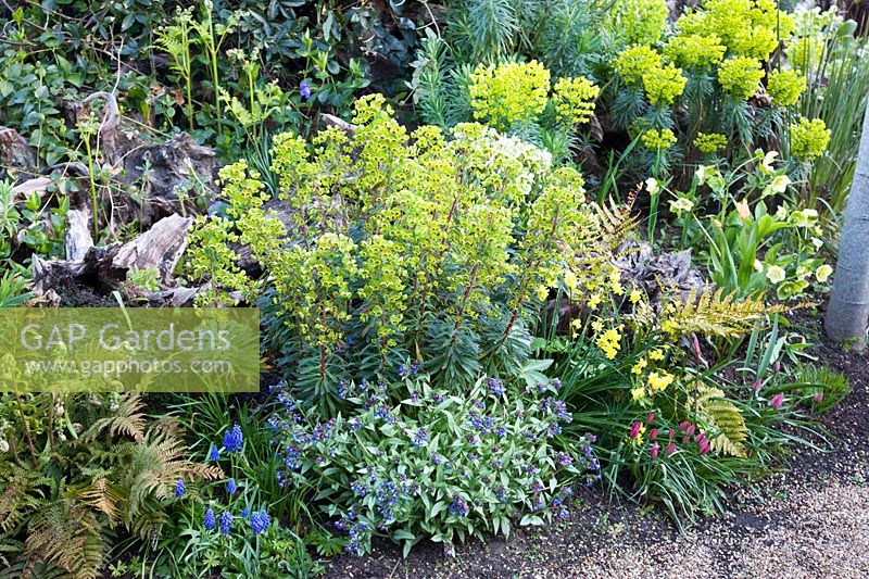 Colourful spring planting in stumpery garden, with Euphorbia, ferns, hellebores, muscari, Narcissus and Pulmonaria. The Stumpery Garden, Arundel Castle, West Sussex, UK.