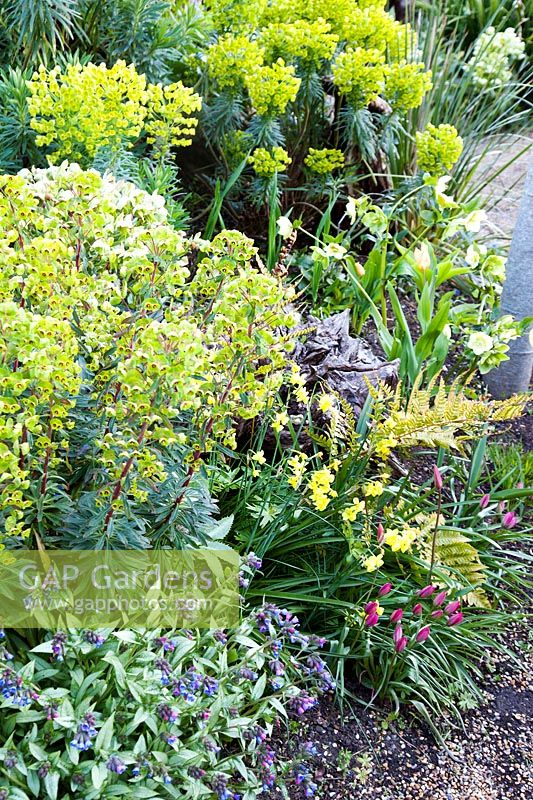 Pretty spring planting combination of Pulmonaria, ferns, Narcissus, Tulipa and Euphorbia. The Stumpery Garden, Arundel Castle, West Sussex, UK. 